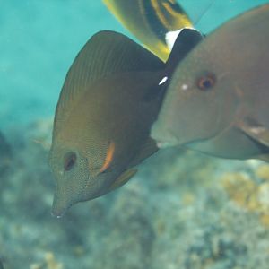 Brushtail Tang (Zebrasoma scopas) and Striped Bristletooth (Ctenochaetus st