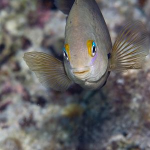 An aggressive Damsel