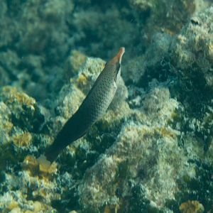 Birdnose Wrasse female (Gomphosus varius)
