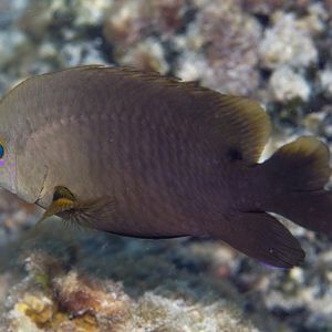 Damsel (Stegastes spp)