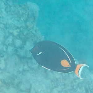 Achilles Tang (Acanthurus achilles)