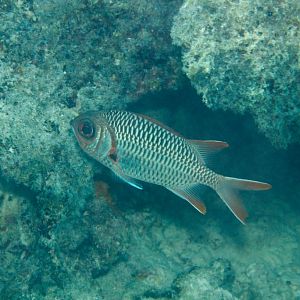 Soldierfish