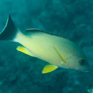 Blacktail Snapper (Lutjanus fulvus)
