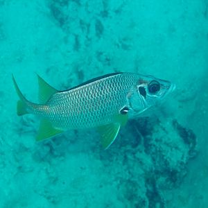 Sabre Squirellfish (Sargocentron spiniferum)