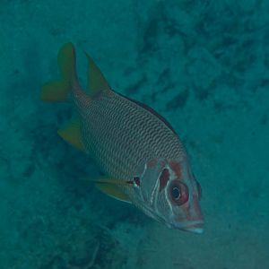 Sabre Squirellfish (Sargocentron spiniferum)