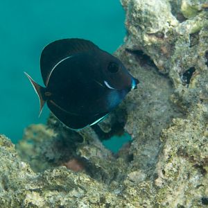Juvenile Achilles Tang (Acanthurus achilles)