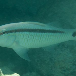 Dash-Dot Goatfish (Parupeneus berberinus)