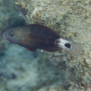 Bullethead Parrotfish IP (Chlorurus sordidus)
