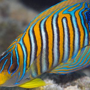 Regal Angelfish (Pygoplites diacanthus)