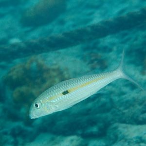 Yellowstripe Goatfish (Mulloidichthys flavolineatus)