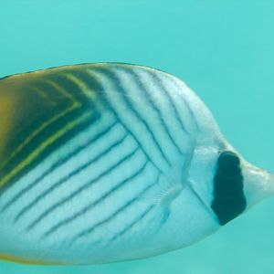 Threadfin Butterflyfish (Chaetodon auriga)