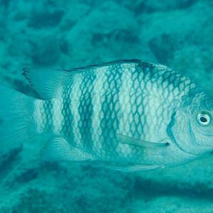 Sergeant (Abudefduf spp)