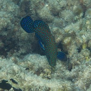 Peacock Grouper (Cephalopholis argus)