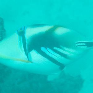 Lagoon Triggerfish (Rhinecanthus aculeatus)