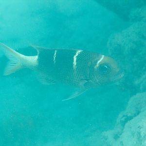Redfin bream (Monotaxis heterodon)