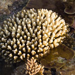 Coral head, just out of the water on the reef at low tide