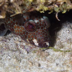 Grouper in hiding