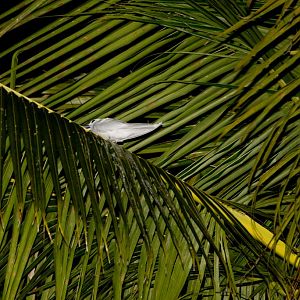 White Tern roosting for the night (Gygis alba)