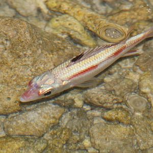 Spotfin Squirrelfish (Neoniphon sammara) in its pyjamas
