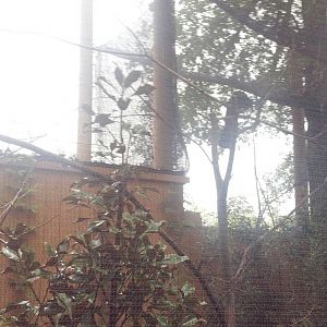 African Birds Aviary