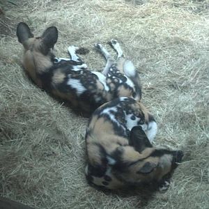 African Wild Dogs