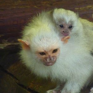 Silvery marmoset baby - 24th August 2012.