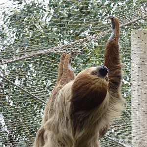 Sloth - 24th August 2012.