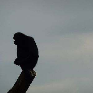 Spider monkey - 24th August 2012.