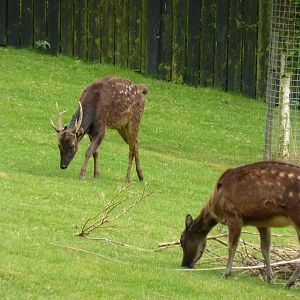 Philippine spotted deer - 24th August 2012.