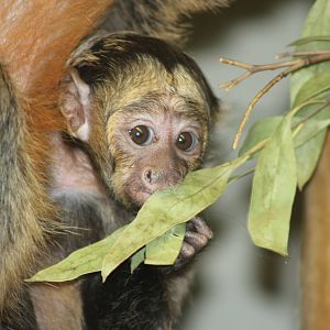 White-faced saki youngster