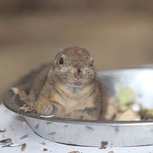 Swinhoe's striped squirrel