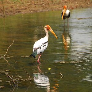 Yala National Park-Painted storks