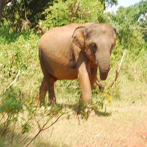 Yala National Park-Elephant cow