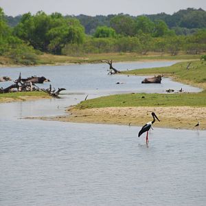 Yala National Park-Black-necked stork and buffalo