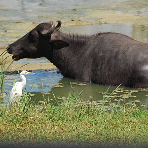 Bundala National Park-Water Buffalo and Egret