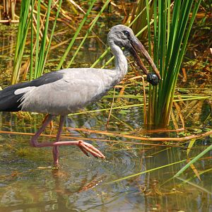 Bundala National Park-Asian open-billed stork eating snail