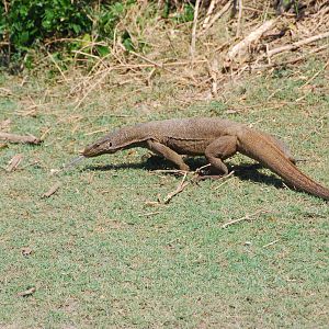 Bundala National Park-Land Monitor
