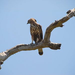 Bundala National Park-Eagle