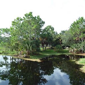 Expedition Africa - Mixed-Species Exhibit (4 Species)