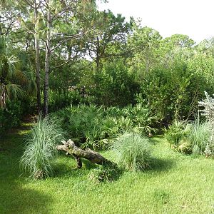 Expedition Africa - Cheetah Exhibit