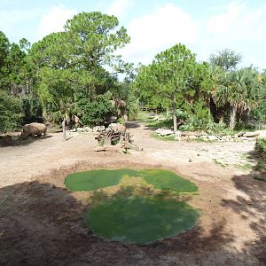 Expedition Africa - White Rhino Exhibit