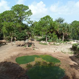 Expedition Africa - White Rhino Exhibit