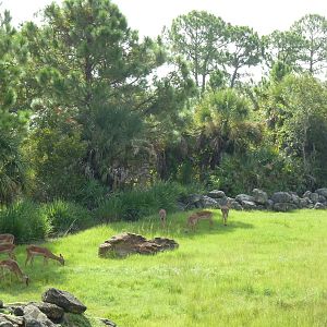 Expedition Africa - Giraffe/Impala/Stanley Crane Exhibit