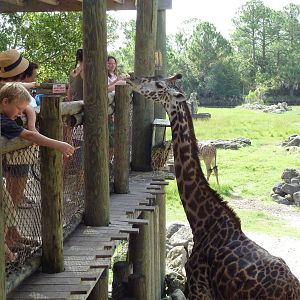 Expedition Africa - Giraffe Feeding Time