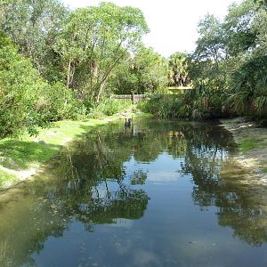 Australia - Black Swan Exhibit