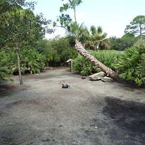 Australia/Asia - Mixed-Species Exhibit (5 Species)