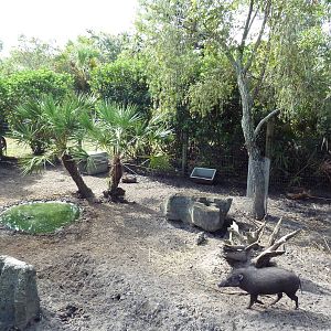 Australia/Asia - Visayan Warty Pig Exhibit
