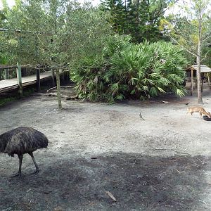Australia/Asia - Mixed-Species Exhibit (5 Species)