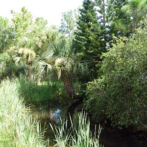 Australia - Cassowary Exhibit