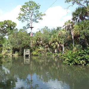 Wild Florida - American Alligator Swamp